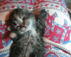 Funny Yawning Animals Funny Yawning Animals