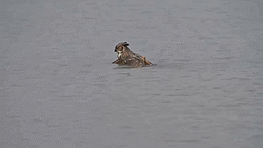 Apparently, Owls Can Swim Now Apparently, Owls Can Swim Now