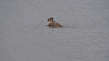 Apparently, Owls Can Swim Now