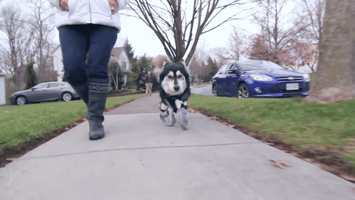 Dog With Deformed Paws Gets 3D-Printed Prosthetic Legs Dog With Deformed Paws Gets 3D-Printed Prosthetic Legs