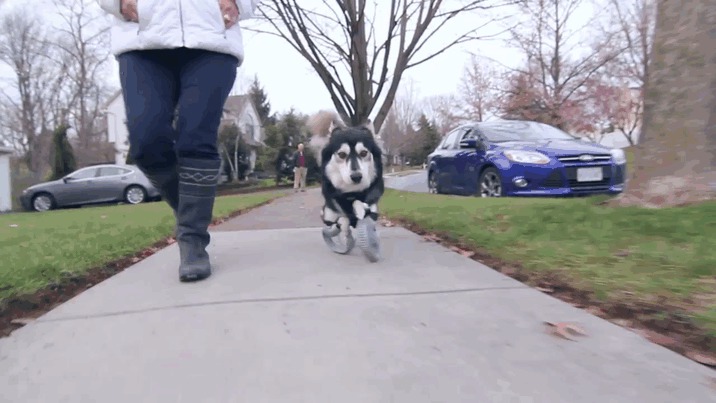 Dog With Deformed Paws Gets 3D-Printed Prosthetic Legs