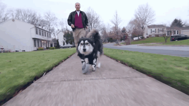 Dog With Deformed Paws Gets 3D-Printed Prosthetic Legs Dog With Deformed Paws Gets 3D-Printed Prosthetic Legs