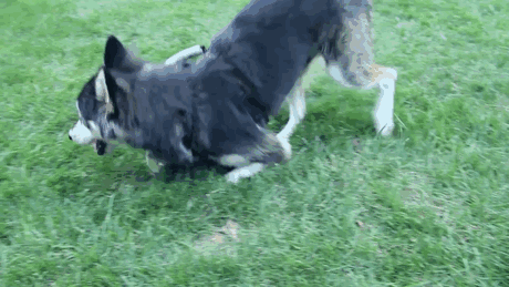 Dog With Deformed Paws Gets 3D-Printed Prosthetic Legs Dog With Deformed Paws Gets 3D-Printed Prosthetic Legs