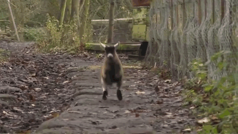 Baby Goat Rejected By His Mom Becomes Best Friends With A Human Baby Goat Rejected By His Mom Becomes Best Friends With A Human