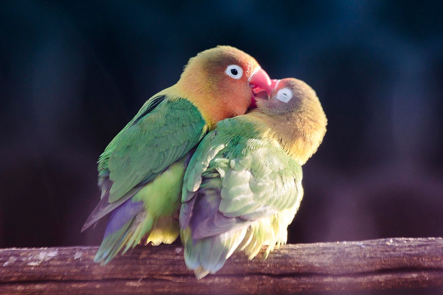 Share Your Best Photos Of Loving Bird Couples