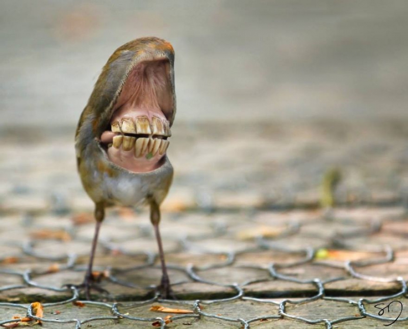 Big Mouth Birds