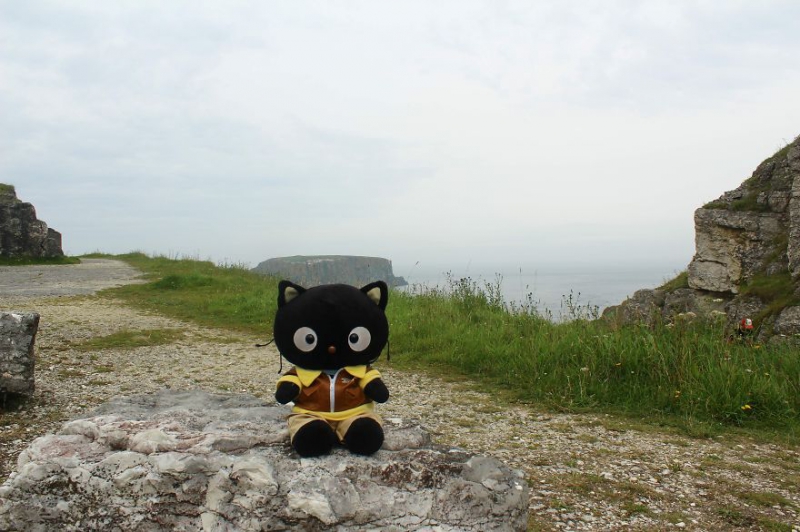Meet Choco Cat: The Most Well-Traveled Kitty With His Own Passpurr