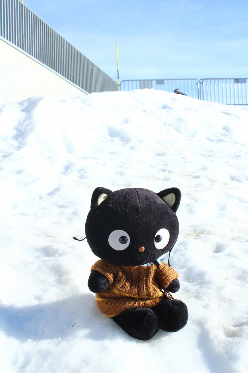 Meet Choco Cat: The Most Well-Traveled Kitty With His Own Passpurr