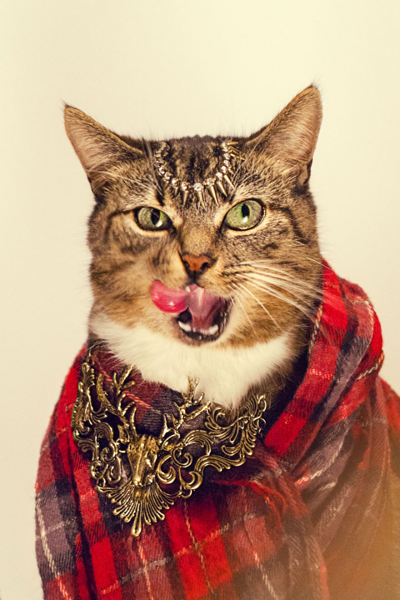 This Cat Is The Greatest Fashion Diva Of All Time