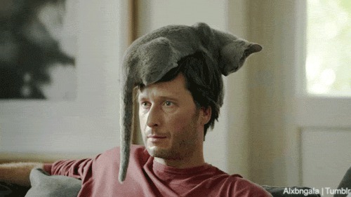 People Wearing Cats As Hats Is The Cutest Trend Right Now