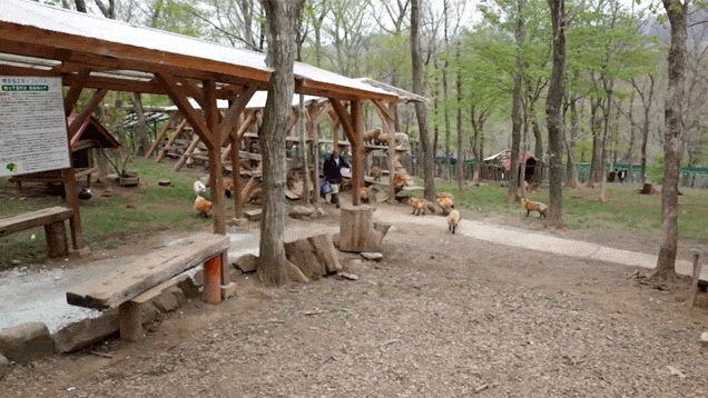 You Can Play With Foxes All Day At This Sanctuary In Japan You Can Play With Foxes All Day At This Sanctuary In Japan