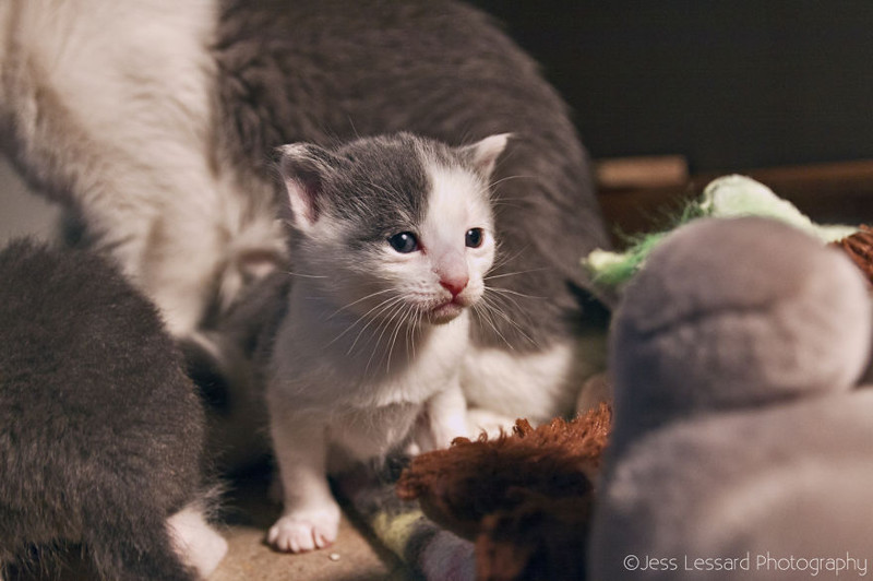 Rescue Cats At The Largest No-Kill Cat Sanctuary In California