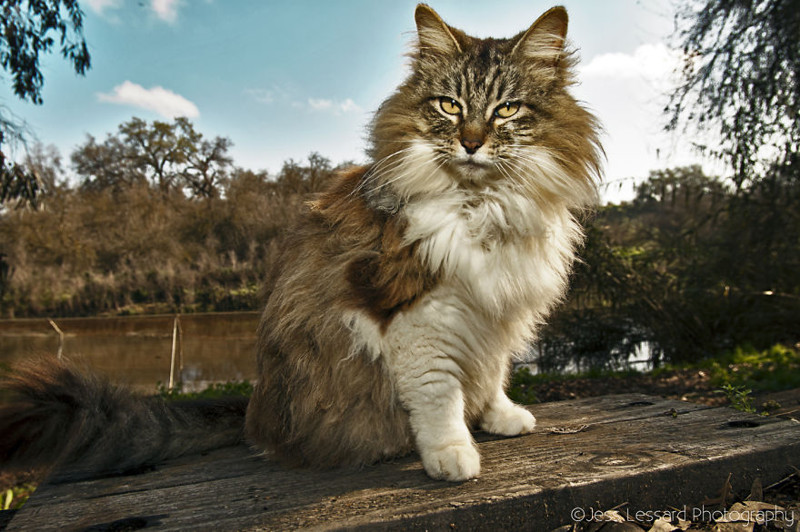 Rescue Cats At The Largest No-Kill Cat Sanctuary In California