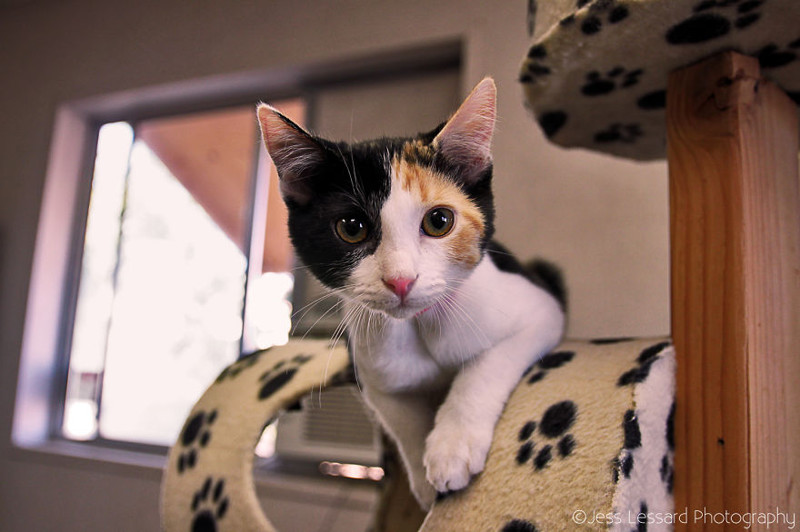 Rescue Cats At The Largest No-Kill Cat Sanctuary In California