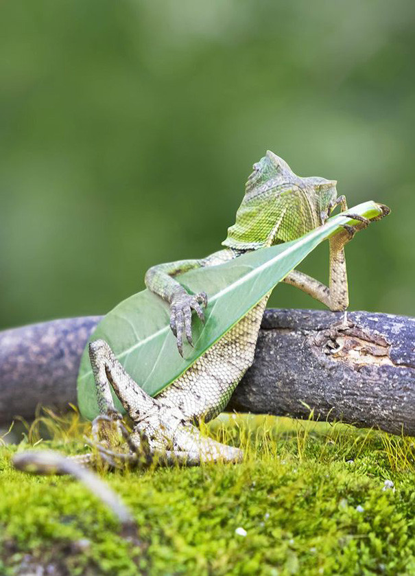 Dragon Lizard Caught Playing Leaf Guitar