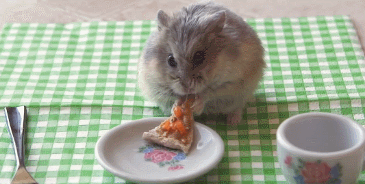 These 40 Pets Love Pizza More Than Life Itself  These 40 Pets Love Pizza More Than Life Itself