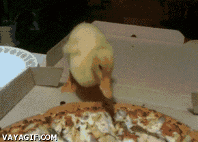 These 40 Pets Love Pizza More Than Life Itself  These 40 Pets Love Pizza More Than Life Itself