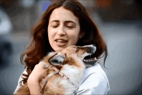 Fox Rescued And Raised By Humans Thinks He Is A Dog Fox Rescued And Raised By Humans Thinks He Is A Dog