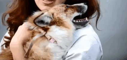 Fox Rescued And Raised By Humans Thinks He Is A Dog Fox Rescued And Raised By Humans Thinks He Is A Dog