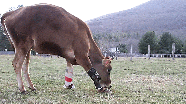 Little Cow Learns To Walk Again Little Cow Learns To Walk Again