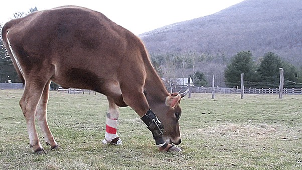Little Cow Learns To Walk Again
