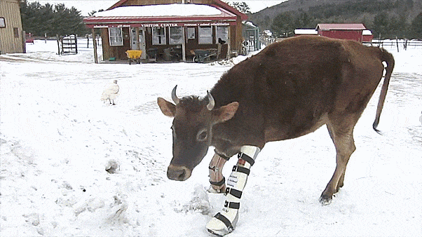 Little Cow Learns To Walk Again Little Cow Learns To Walk Again