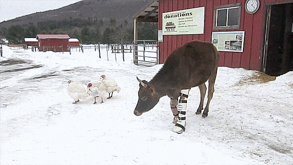 Little Cow Learns To Walk Again Little Cow Learns To Walk Again