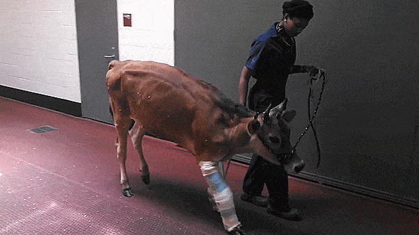 Little Cow Learns To Walk Again Little Cow Learns To Walk Again