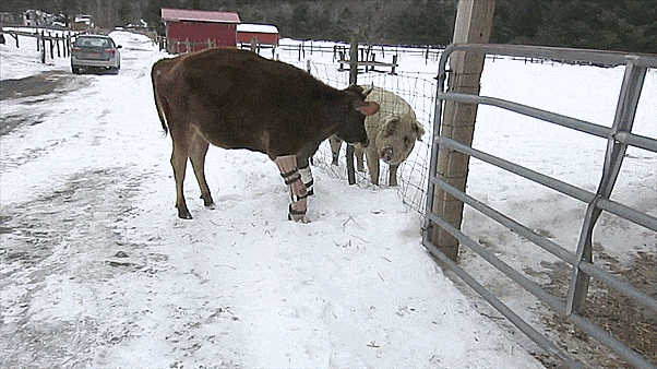 Little Cow Learns To Walk Again Little Cow Learns To Walk Again