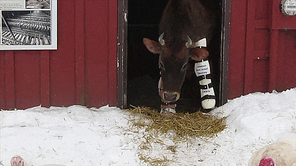Little Cow Learns To Walk Again Little Cow Learns To Walk Again