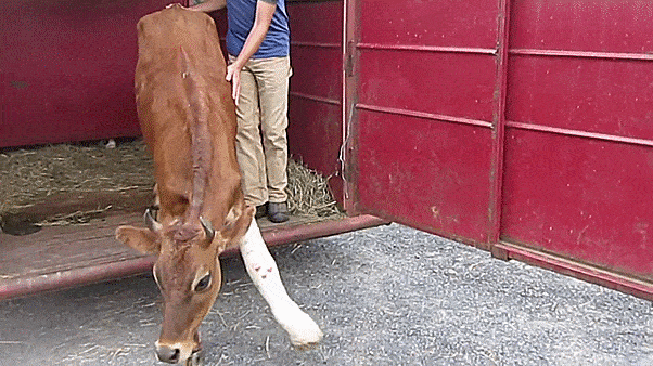Little Cow Learns To Walk Again Little Cow Learns To Walk Again