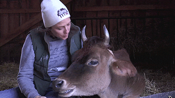 Little Cow Learns To Walk Again Little Cow Learns To Walk Again