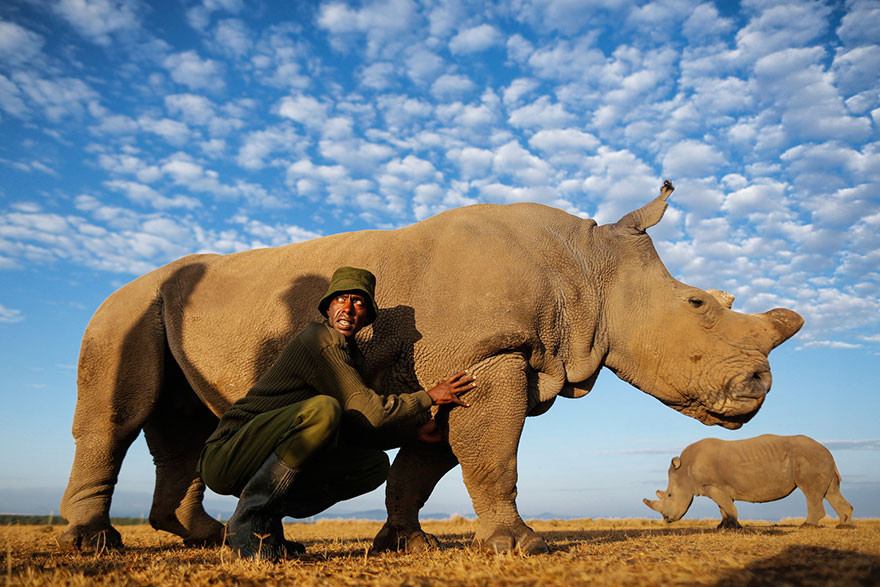 Rangers Protect The Last Remaining Male Northern White Rhino