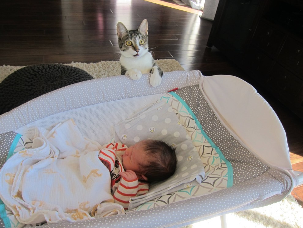 This couple forgot to tell their cat they’d had a baby…