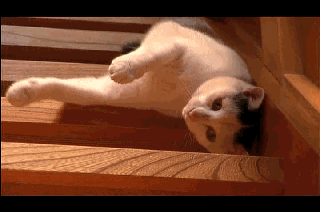 23 Cats Who Have Laziness Down To A Science  23 Cats Who Have Laziness Down To A Science