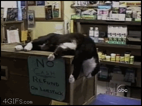 23 Cats Who Have Laziness Down To A Science  23 Cats Who Have Laziness Down To A Science