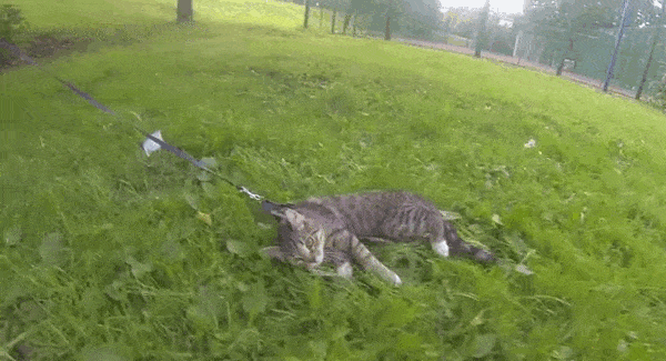 23 Cats Who Have Laziness Down To A Science  23 Cats Who Have Laziness Down To A Science