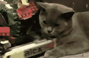 23 Cats Who Have Laziness Down To A Science  23 Cats Who Have Laziness Down To A Science