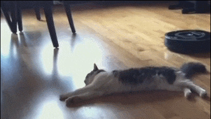 23 Cats Who Have Laziness Down To A Science 