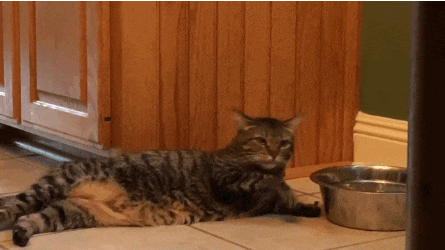 23 Cats Who Have Laziness Down To A Science  23 Cats Who Have Laziness Down To A Science