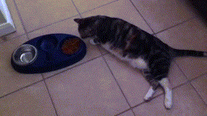 23 Cats Who Have Laziness Down To A Science 