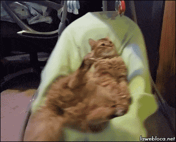 23 Cats Who Have Laziness Down To A Science  23 Cats Who Have Laziness Down To A Science