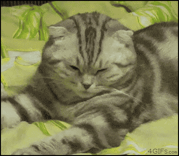 23 Cats Who Have Laziness Down To A Science  23 Cats Who Have Laziness Down To A Science