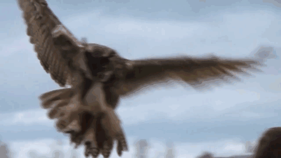 Meet The Dutch Owl Who Loves To Land On People’s Heads Meet The Dutch Owl Who Loves To Land On People’s Heads