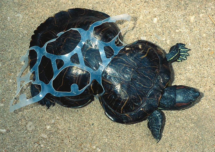 Tortoise Trapped By Plastic