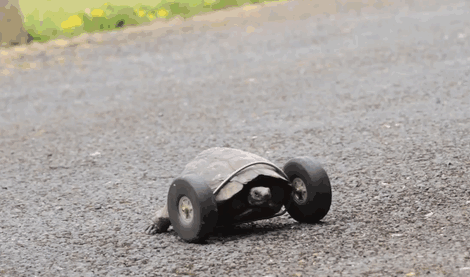 Tortoise Whose Legs Were Eaten By Rats Gets Prosthetic Wheels Tortoise Whose Legs Were Eaten By Rats Gets Prosthetic Wheels