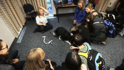 University Creates ‘Puppy Room’ To Help Stressed-Out Students University Creates ‘Puppy Room’ To Help Stressed-Out Students