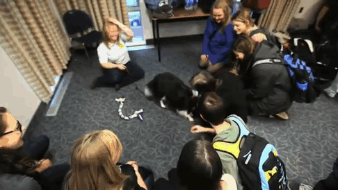 University Creates ‘Puppy Room’ To Help Stressed-Out Students