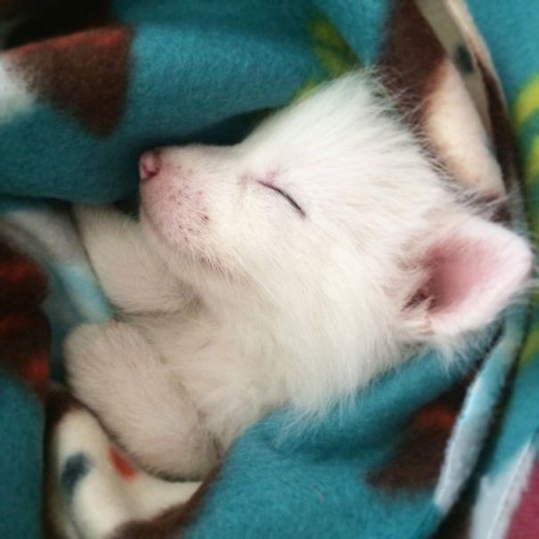 This Domesticated Baby Red Fox Is The Sleepiest Pet Ever