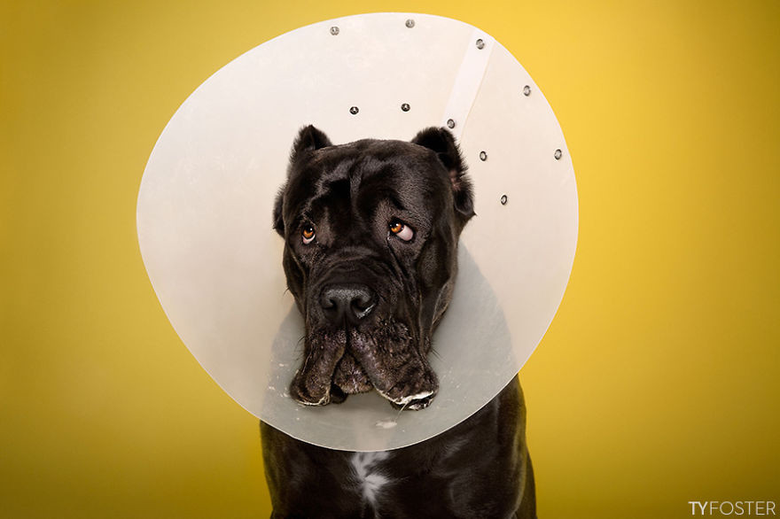 I Photograph Dogs Wearing Cones Of Shame